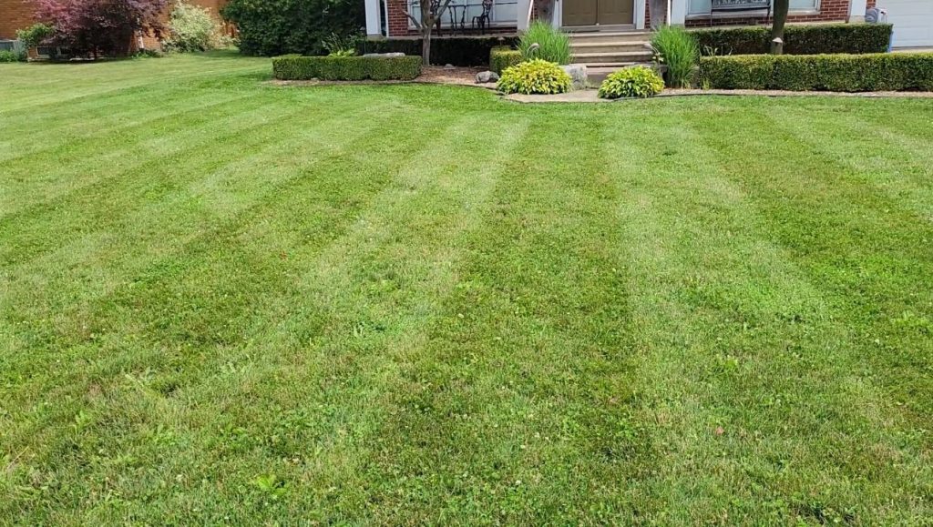 Neatly striped green lawn in front of a house with trimmed hedges and steps leading to the entrance.